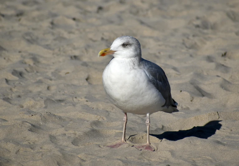 seagull standing in sand with head turned to the right