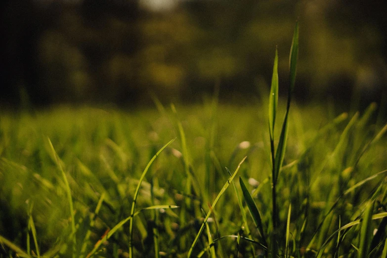 a close up po of some green grass