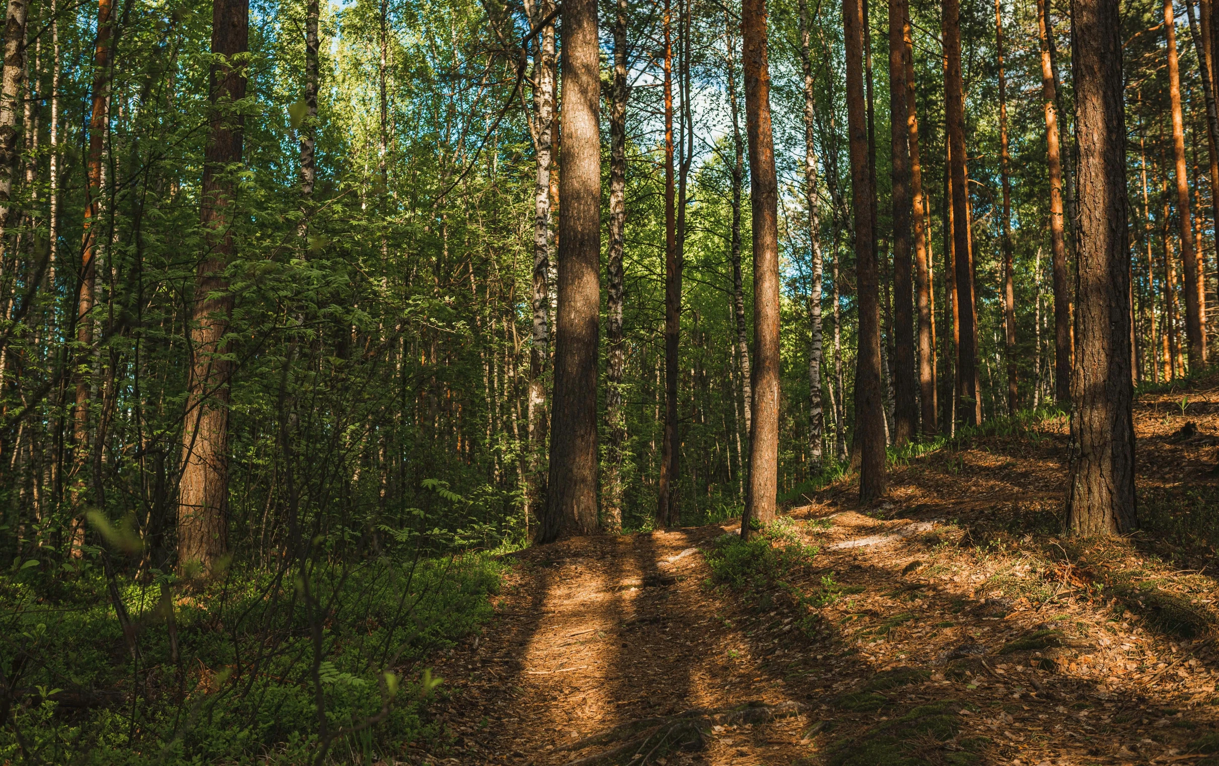 the sun shines through the tall trees in the woods