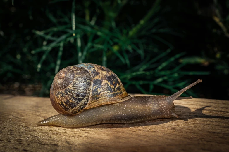 a small snail that is sitting on a table