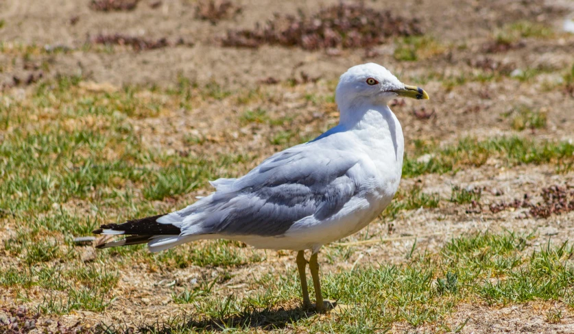 a bird that is standing in the grass