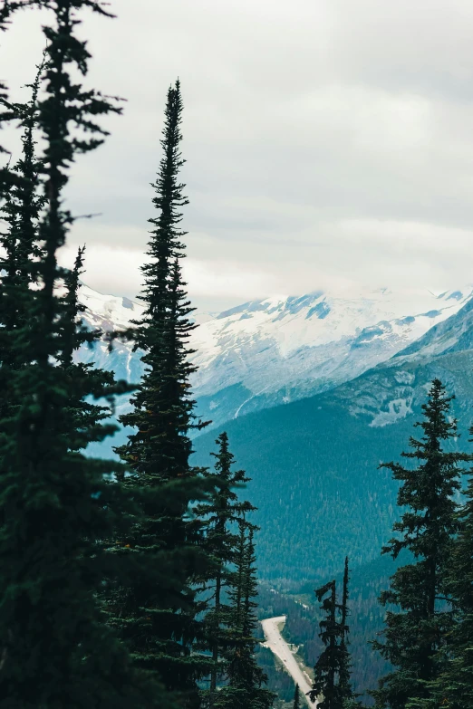 a snow covered mountain and pine trees on the side