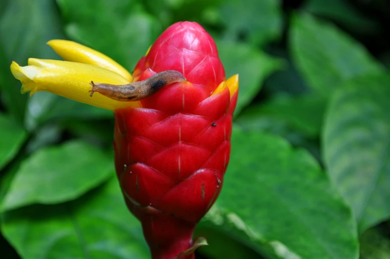 a close up of a red and yellow flower