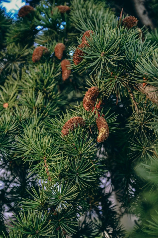 cones of pine trees are blooming from the cones