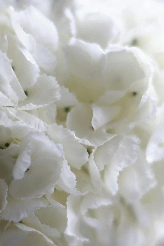 a bunch of white flowers in closeup on a white background