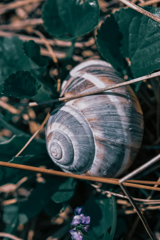 an snail is on the ground by some plants