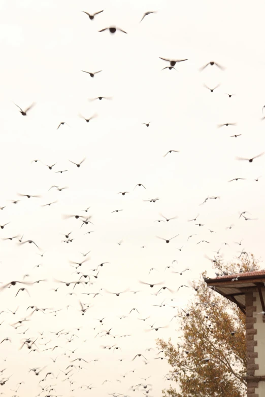 birds flying past a tall white building with a tower