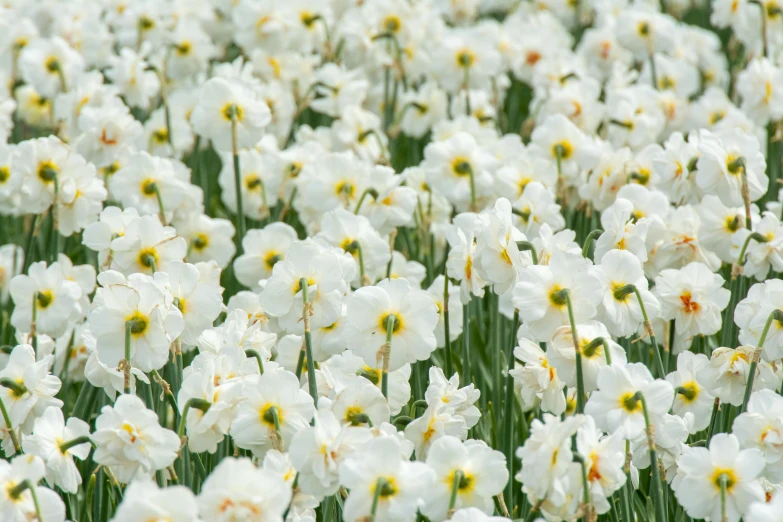 many white flowers and yellow centers in the middle of a garden