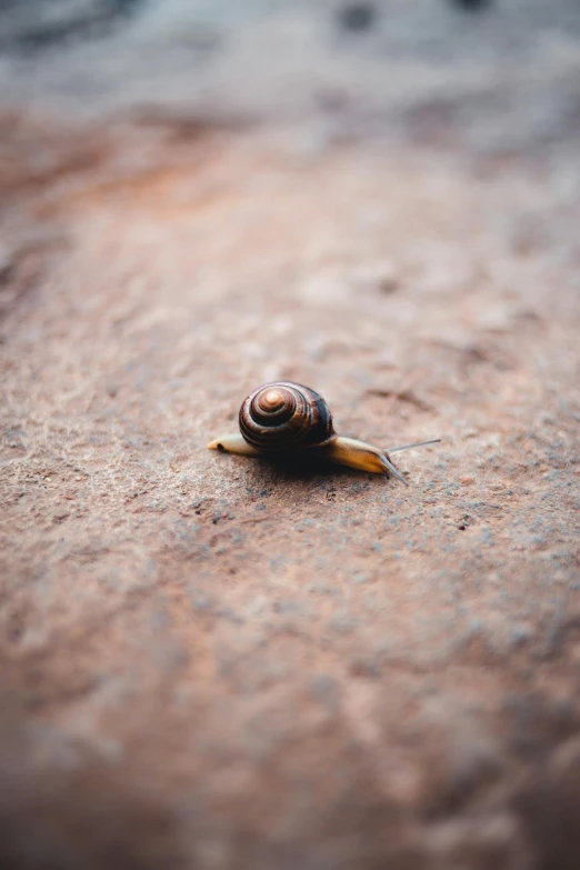 the snail is crawling on a wet floor