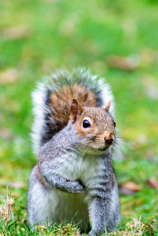 a squirrel standing in grass looking at the camera