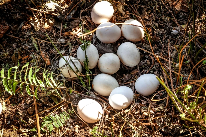 a bunch of eggs that are in the grass