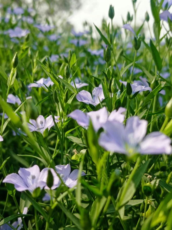 there are many purple flowers growing in the grass