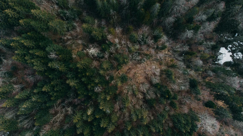 an aerial view of a forest with lots of trees