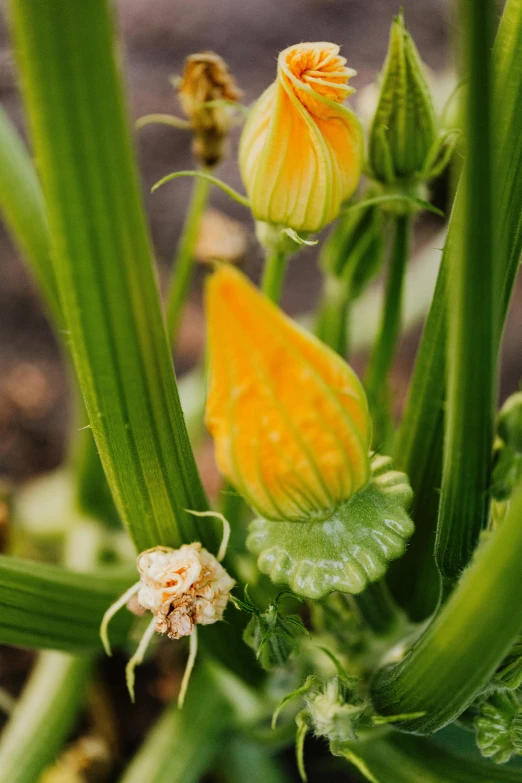 two small yellow flowers are in some grass