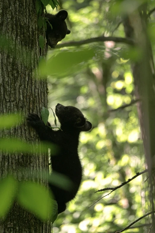 an animal hanging off of the side of a tree