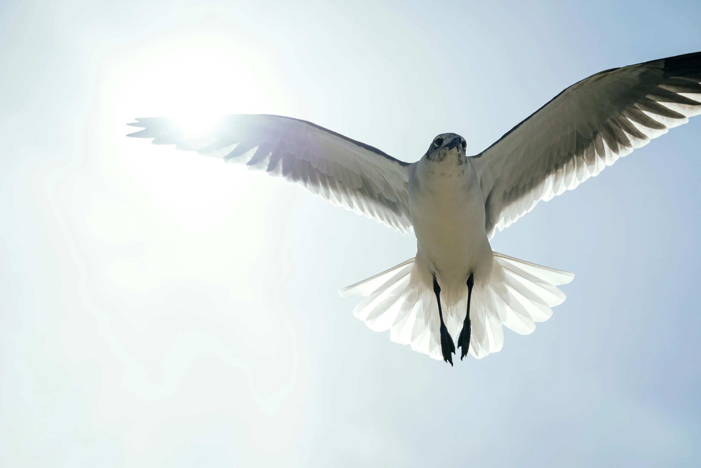 a bird is flying against the sky, it has its wings spread wide