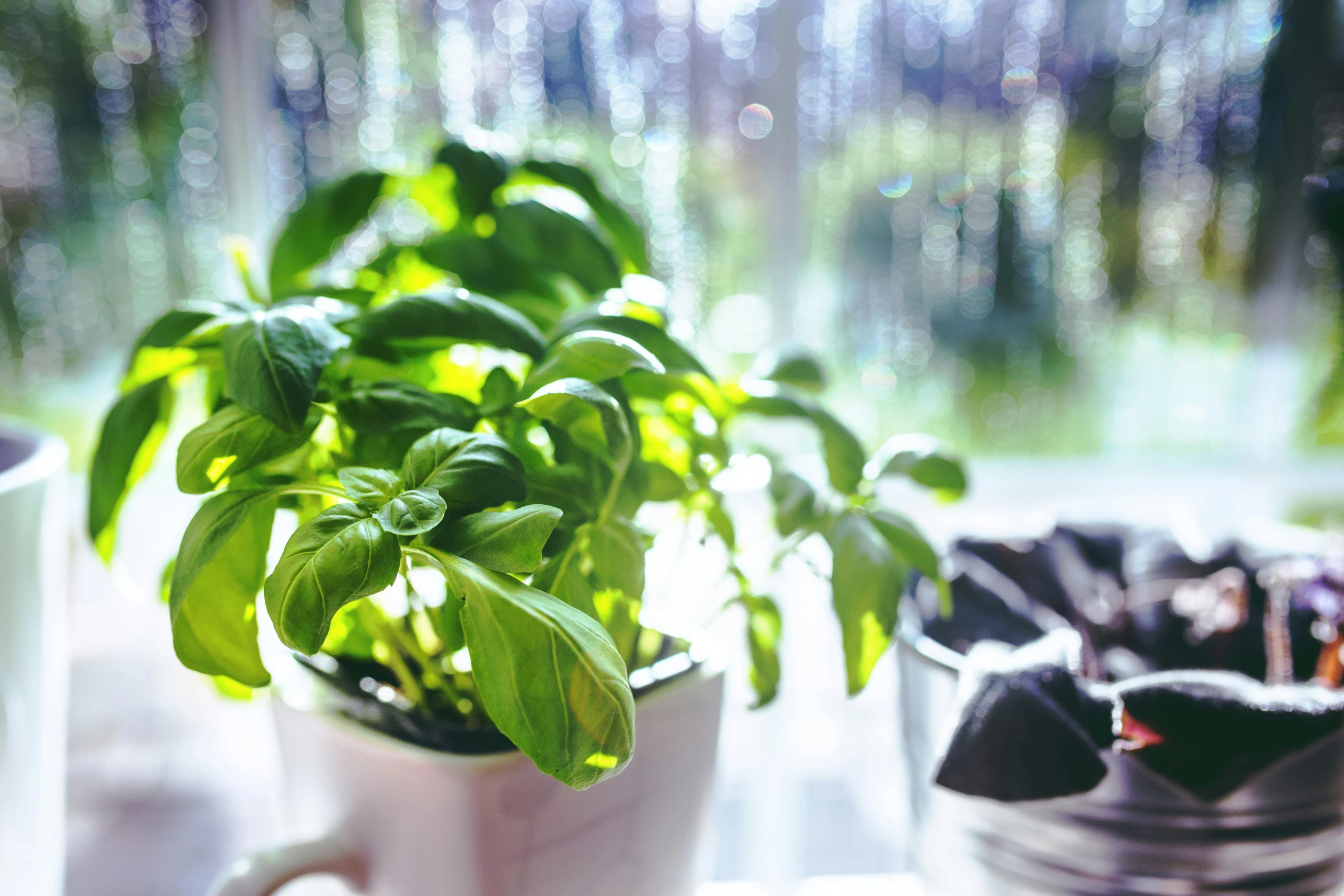 a couple of potted plants in front of a window