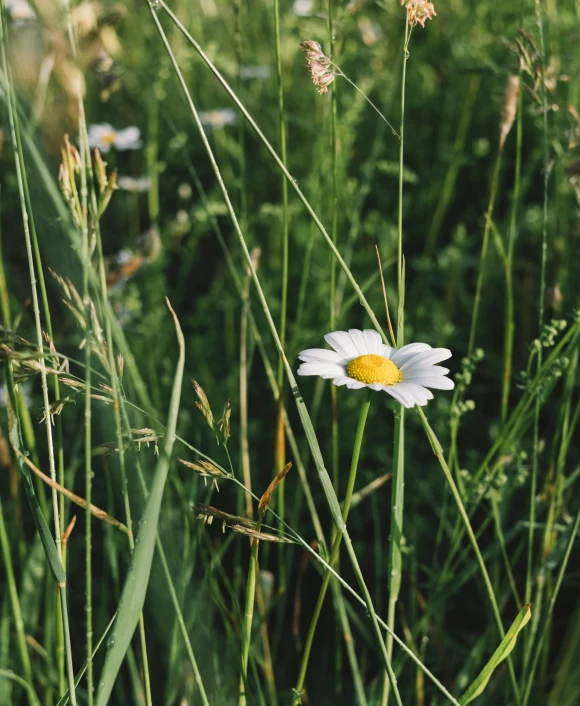 a white daisy in the middle of some tall grass