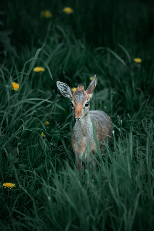 a deer in tall grass with dandelions