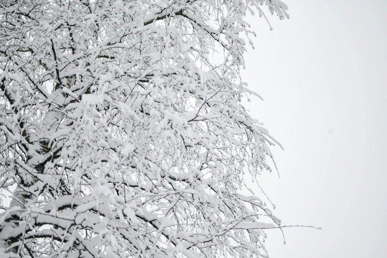 snow covered trees in front of a white sky