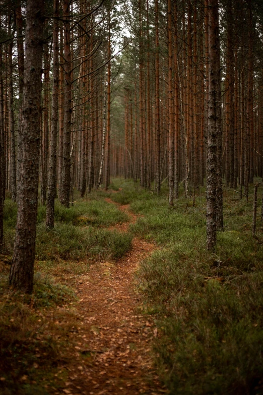 an area that looks like a wooded area with several trees