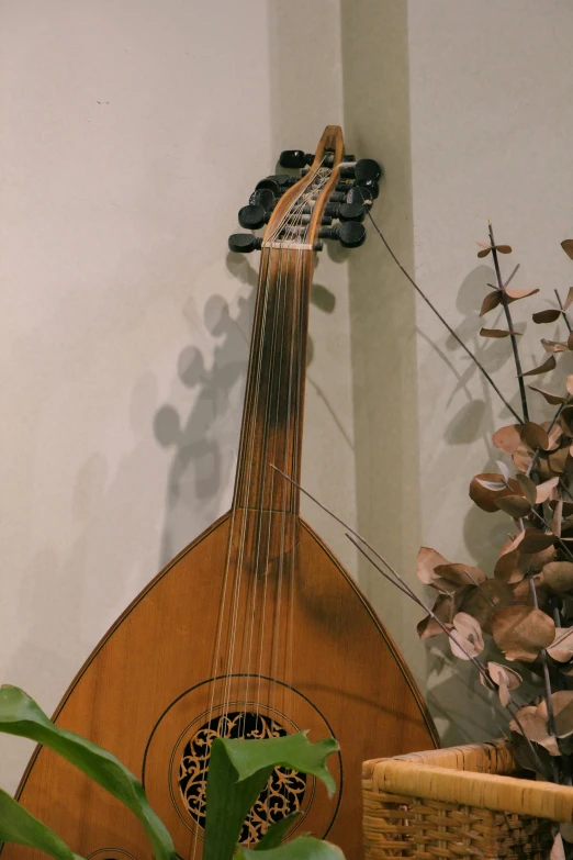 a wooden guitar with a frisbee on top sitting in front of a plant