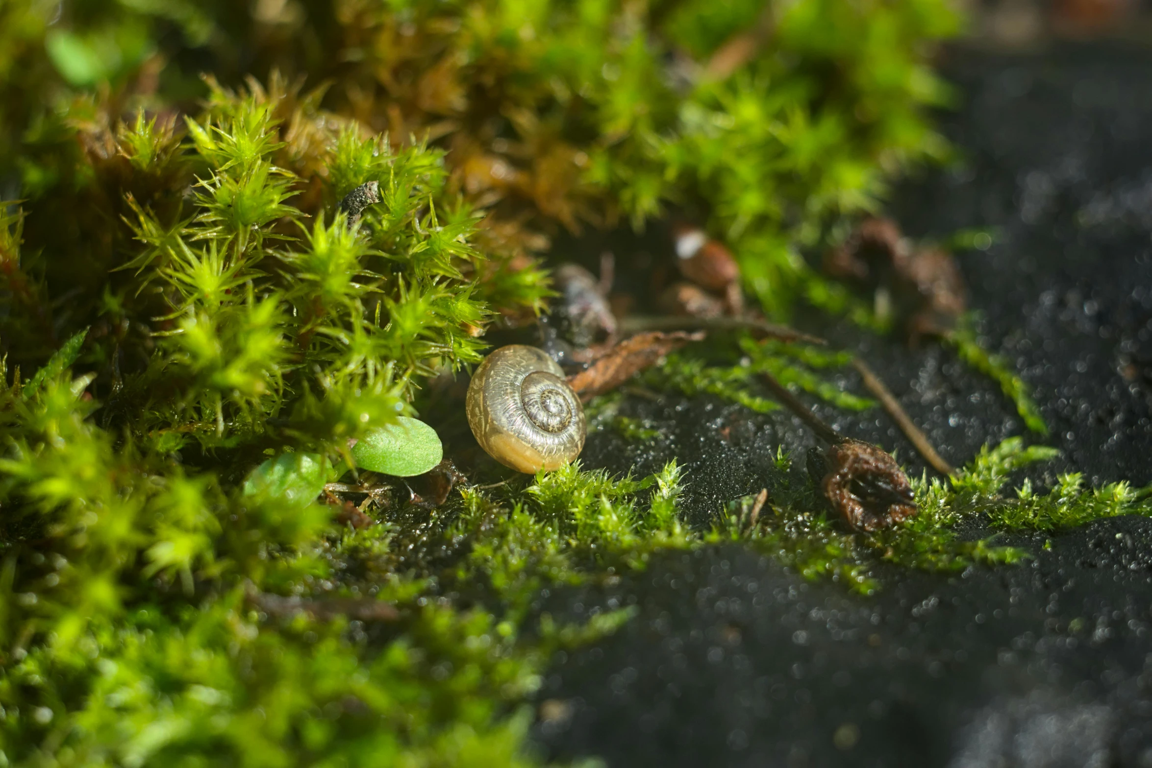 green moss growing on top of dirt near leaves