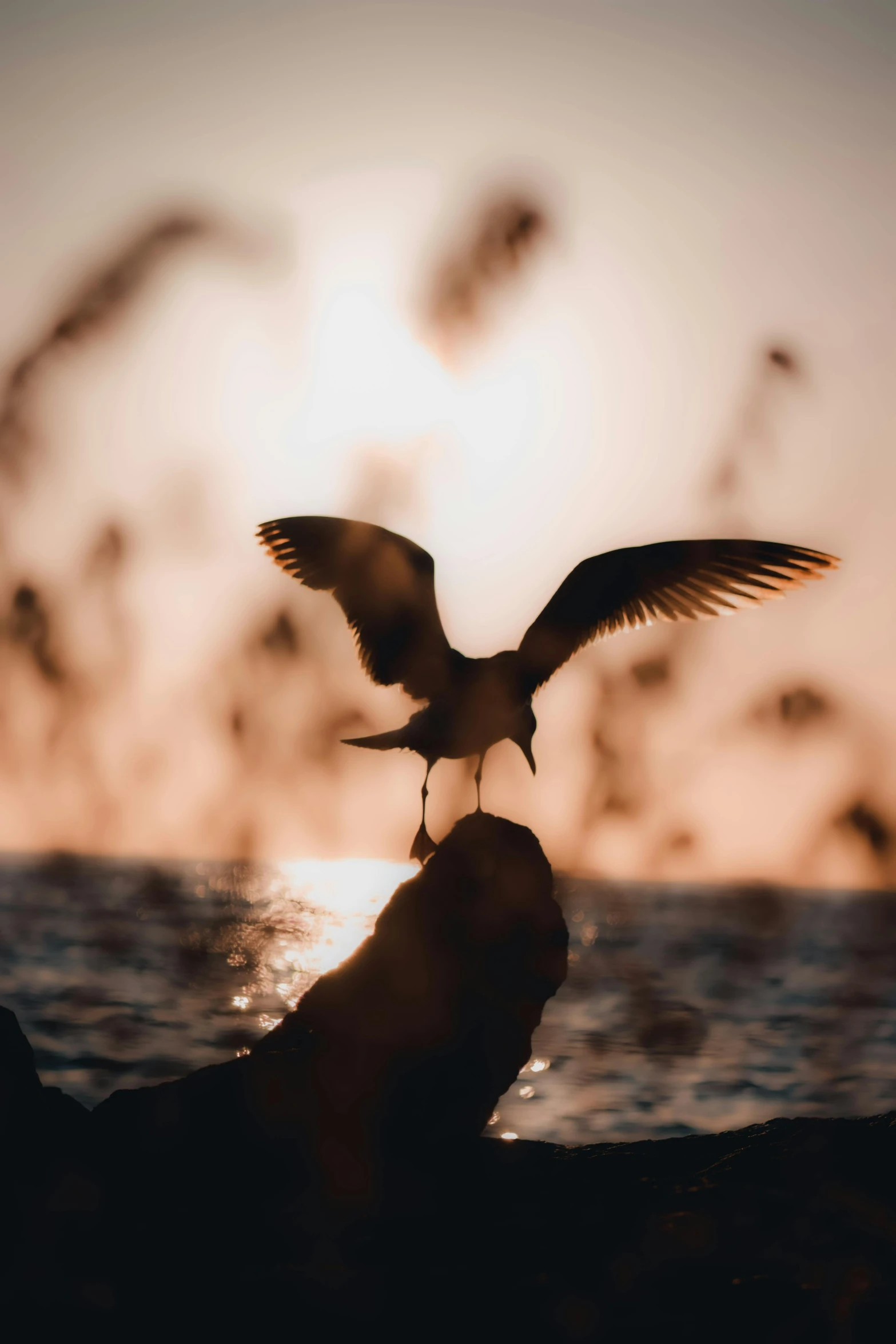 a bird flies toward the ocean while it's sunset