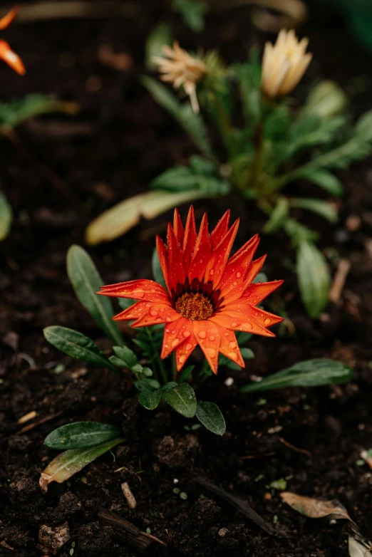 orange flower with yellow center, on dirt with green leaves