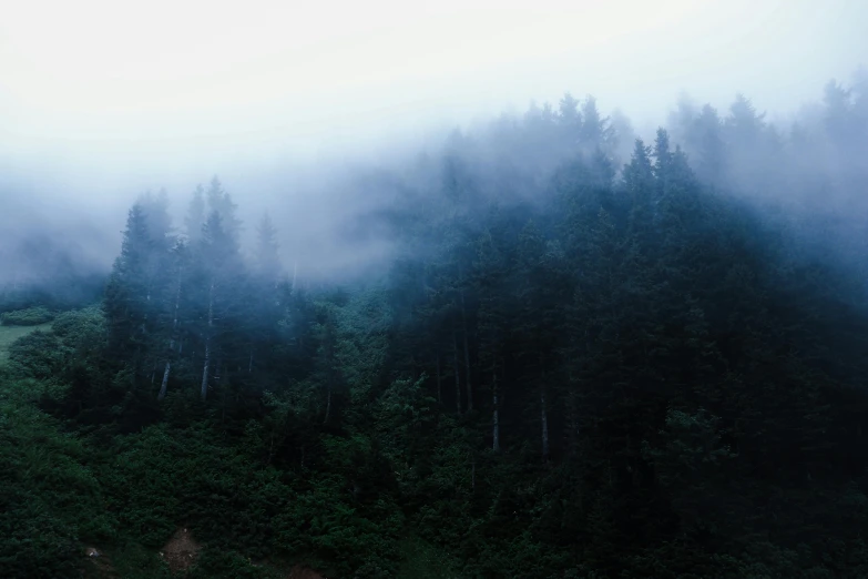 a forest filled with lots of trees surrounded by fog