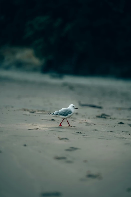 a small white bird is walking on a beach