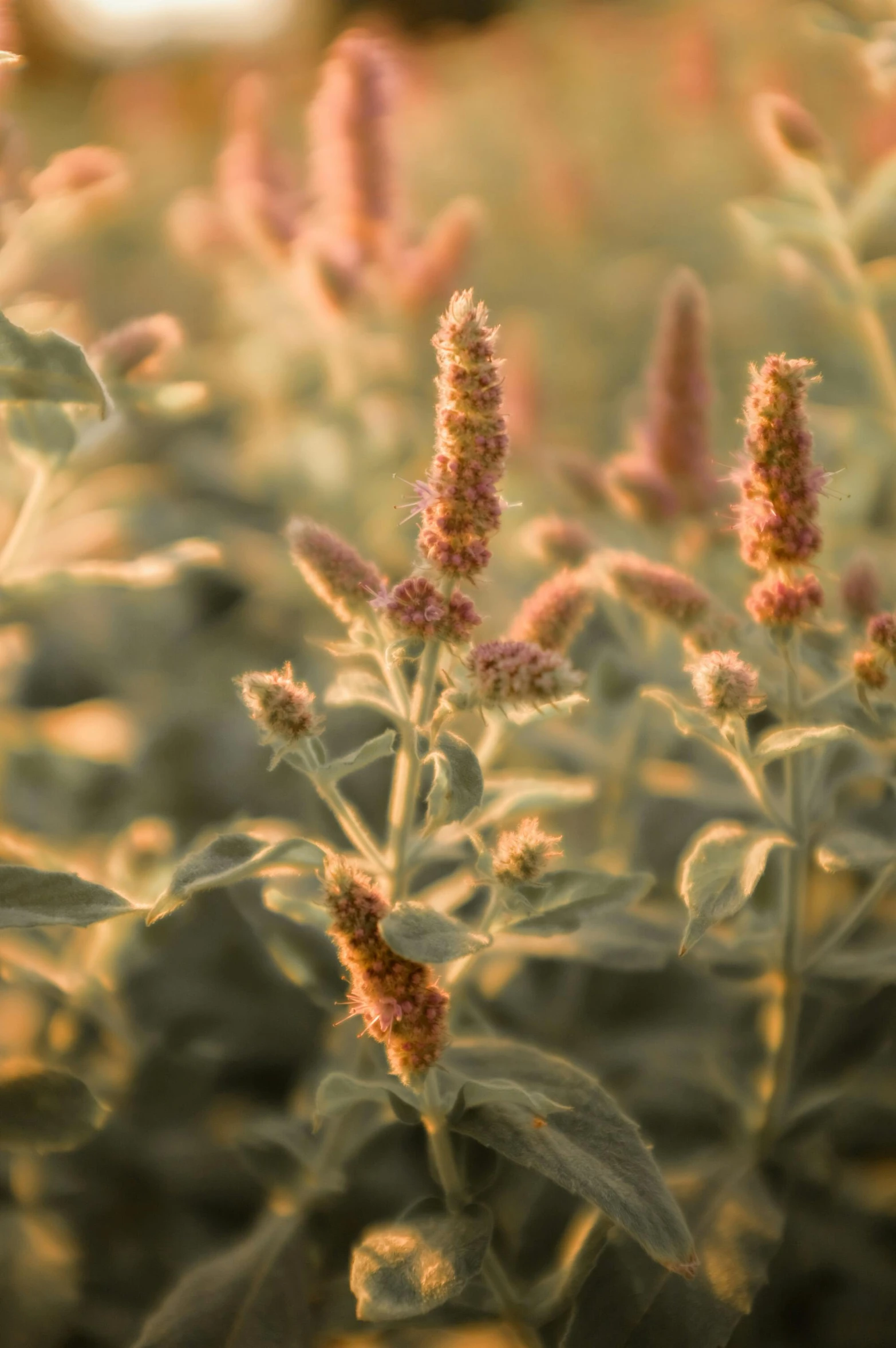 a green plant is near pink flowers