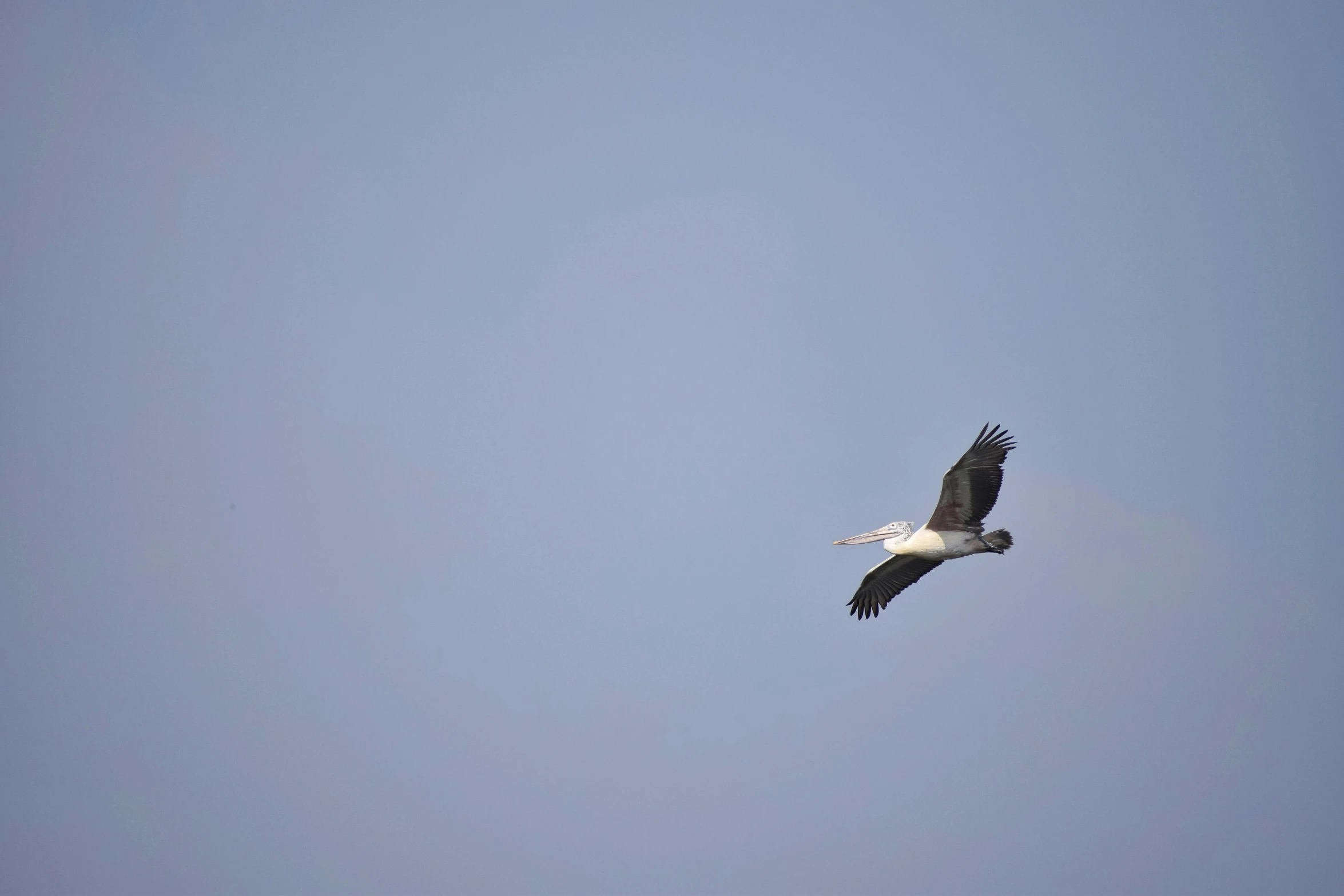 a bird is flying through the sky