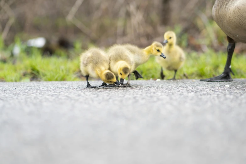 a mother goose walking behind her three young chicks