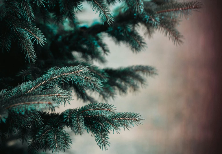 some green needles on a nch with a white background