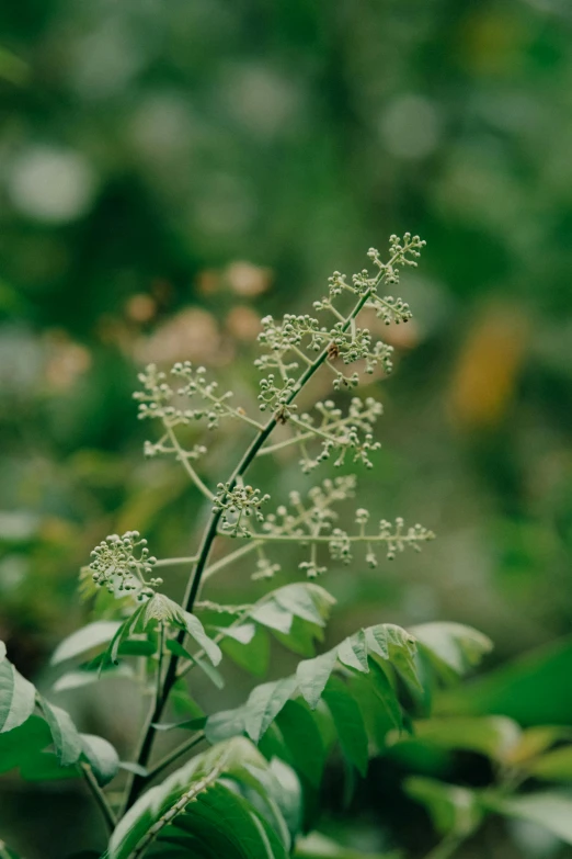 closeup of plant with small white flowers and green leaves