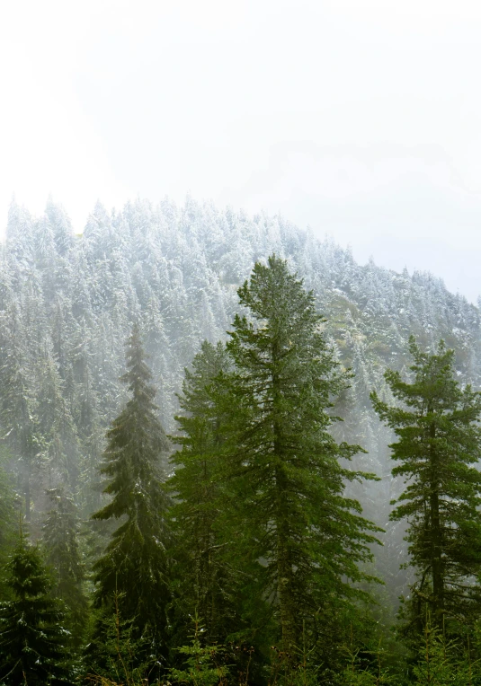 a group of trees in a green forest on a hill