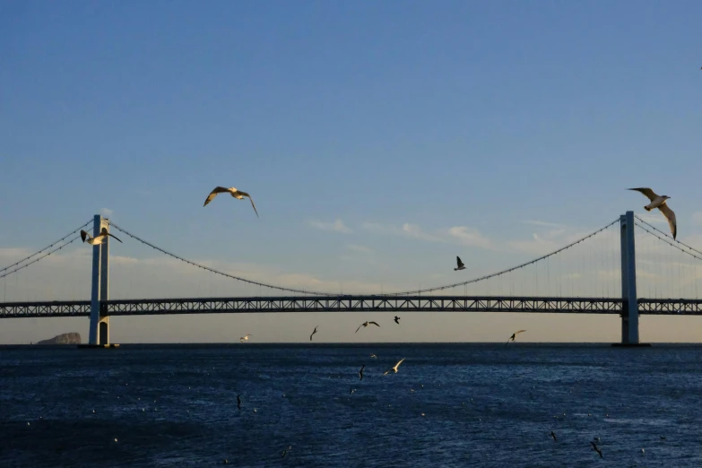 seagulls fly over the water as three large bridges cross