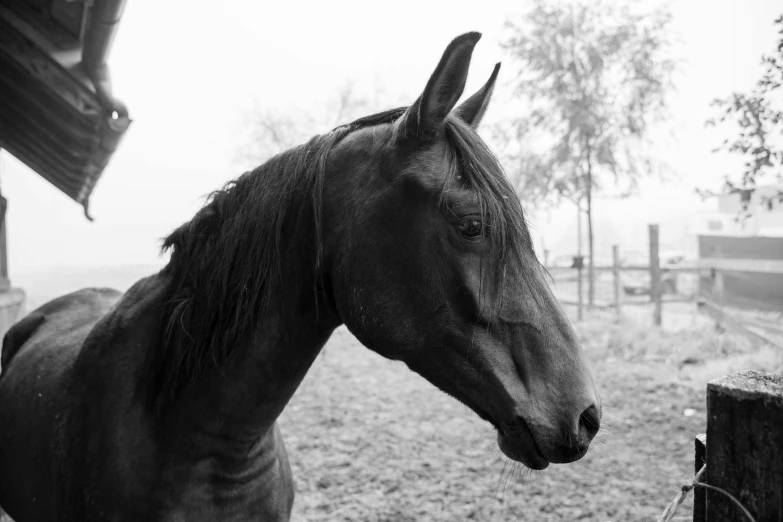 a brown horse is staring out over a fence