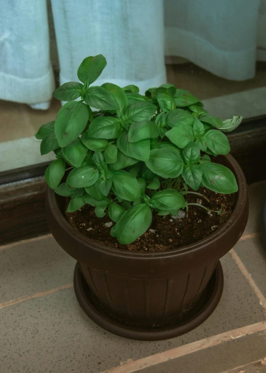 the green plant in the pot is growing out of the ground