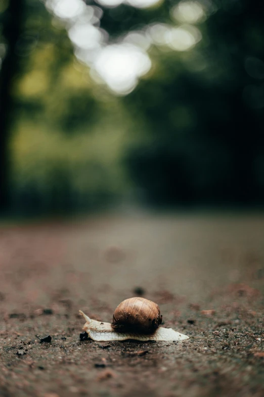 the shell is on the road, next to the tree