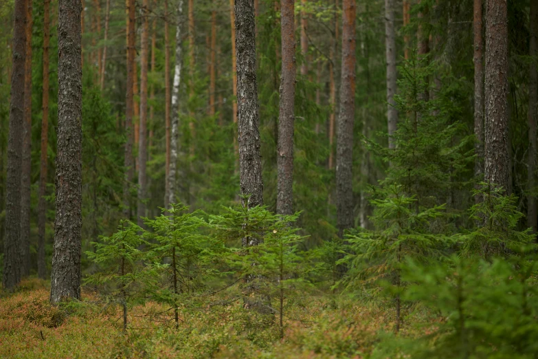 a tree forest is lined with several trees