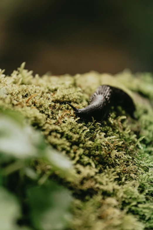 a tiny slug crawling over mossy surface in the forest