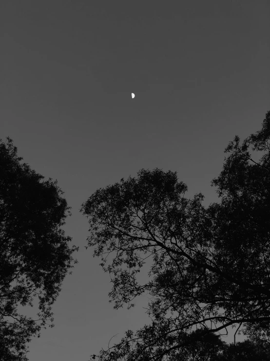 a full moon seen through the trees on a clear day