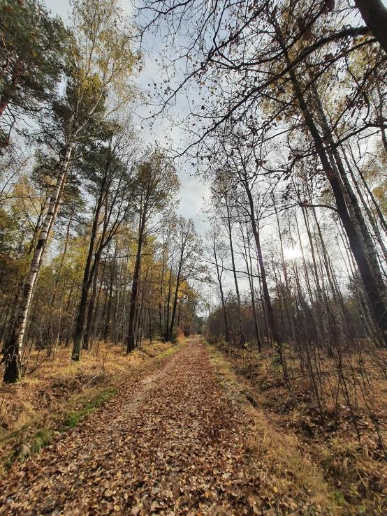 trees are shown and leaves are on the ground