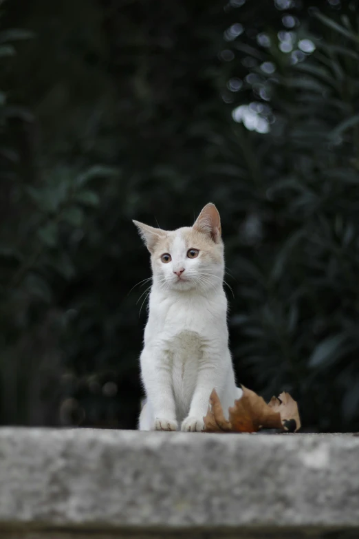 a small cat is sitting next to a large one