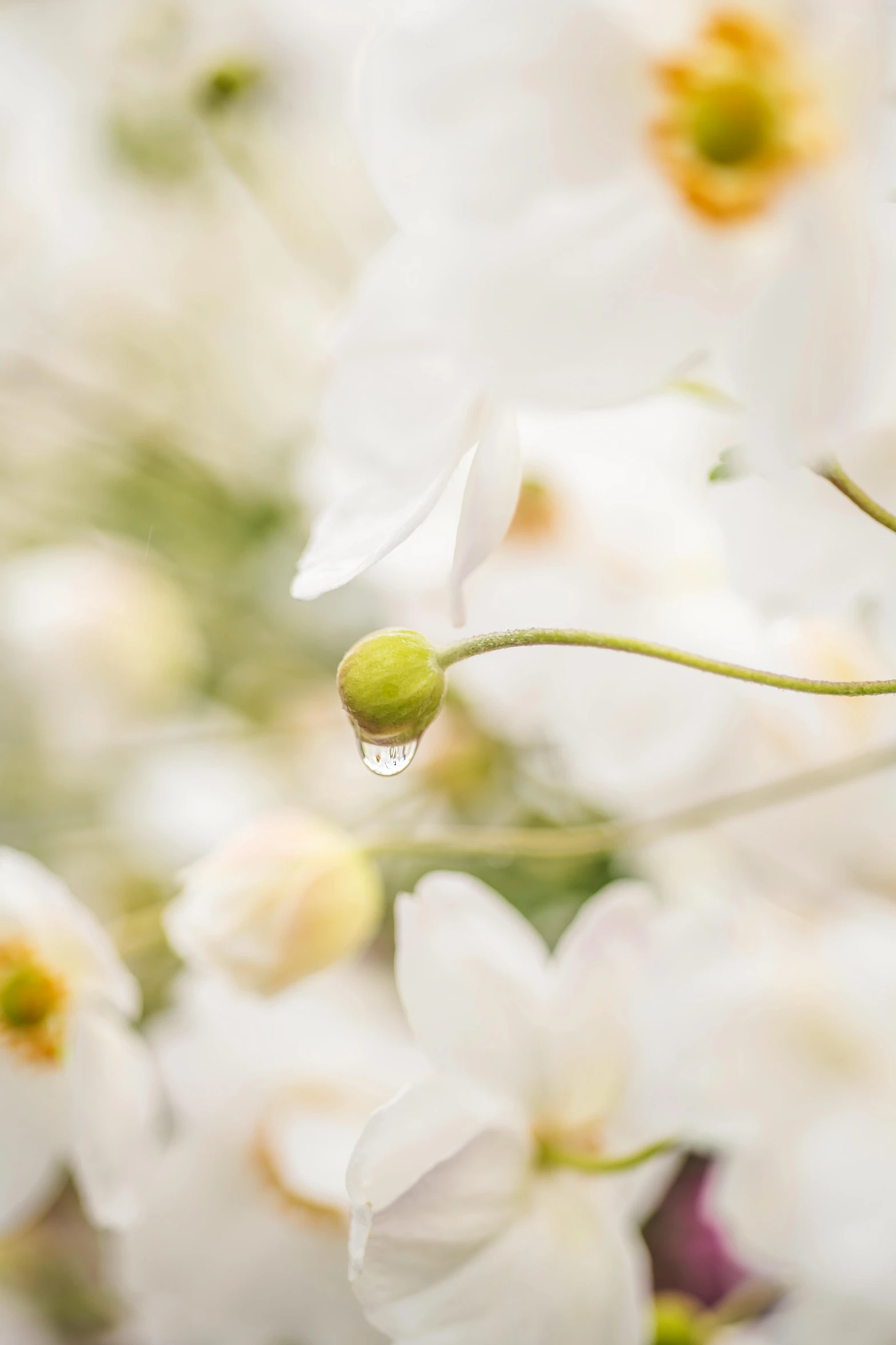 the small white flowers with a water drop are next to each other