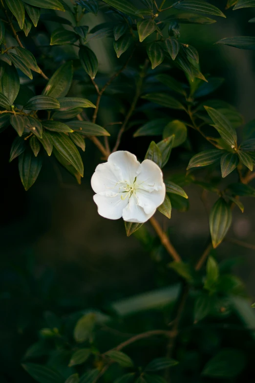 a flower with green leaves near the ground