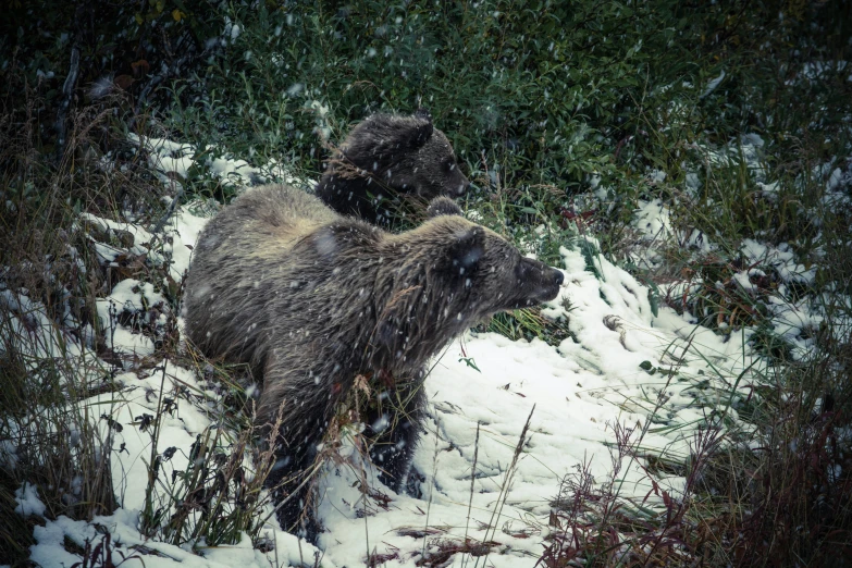 two bears are walking through the snow covered ground