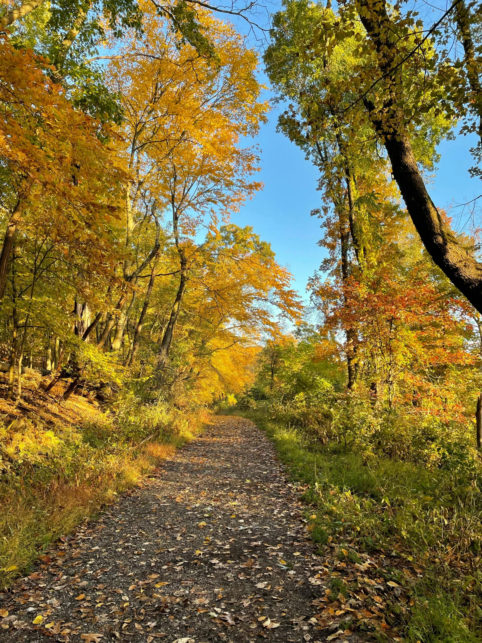 a country road with lots of trees in fall colors